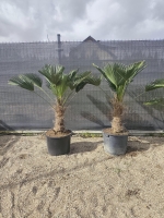 Trachycarpus Wagnerianus